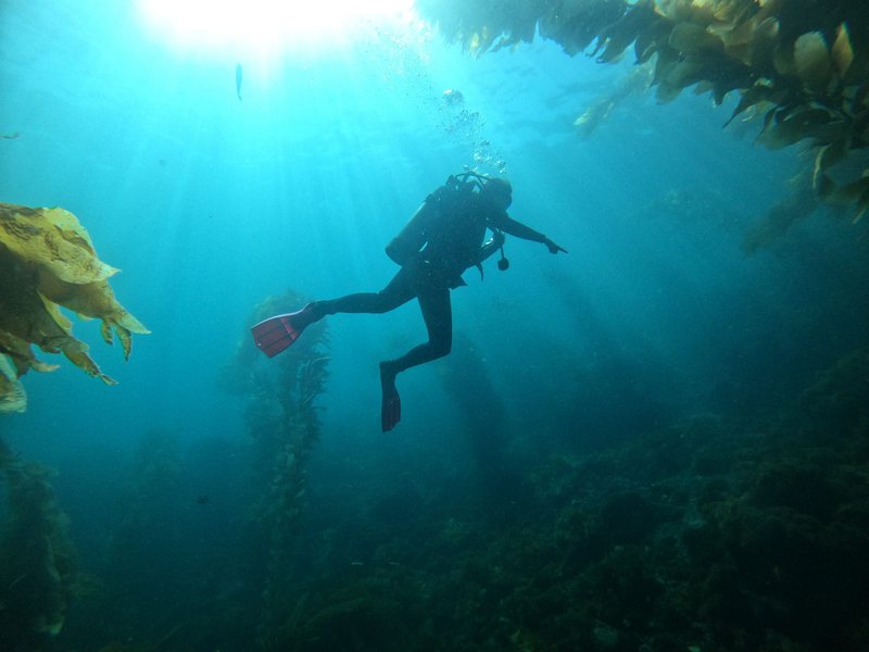A diver in a kelp forest