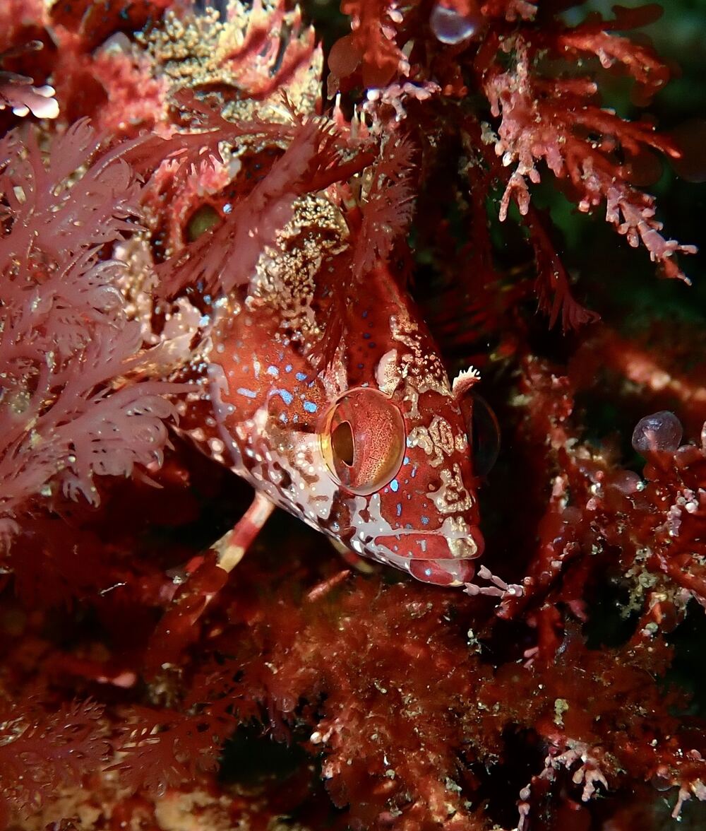 Underwater photograph