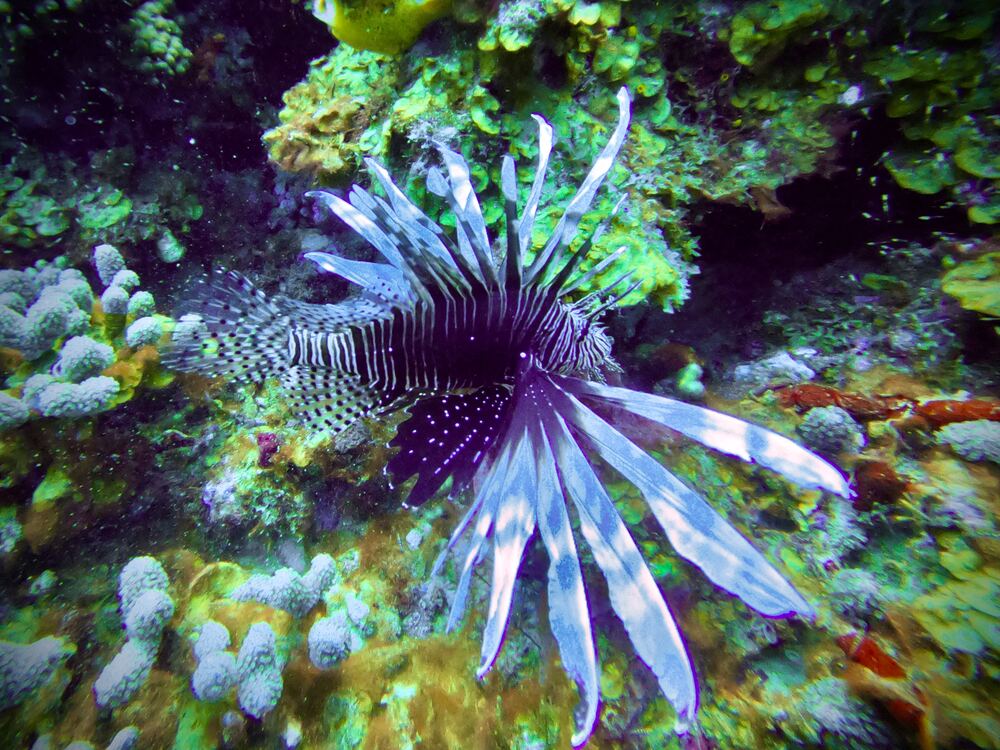 Underwater photograph
