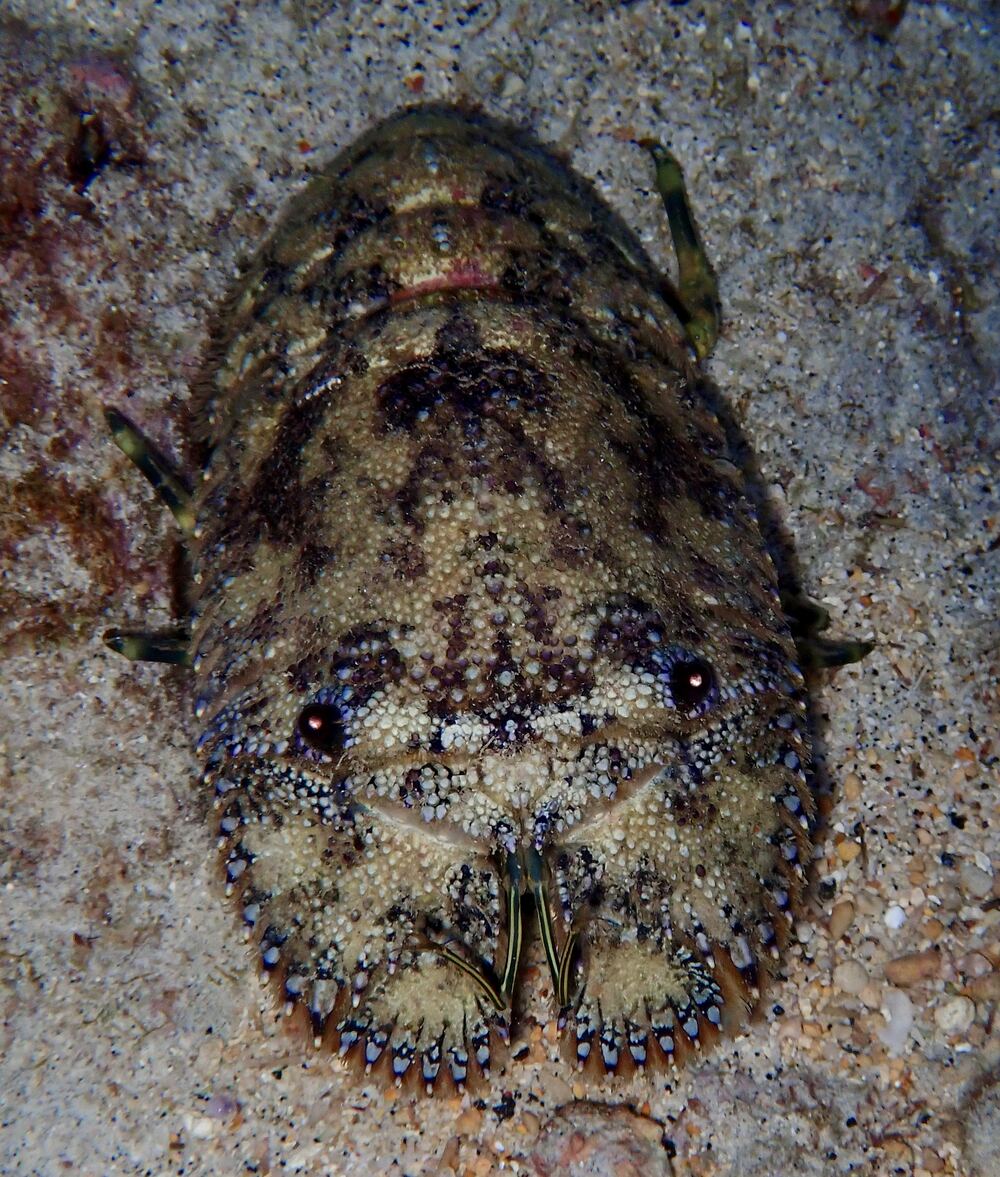 Underwater photograph
