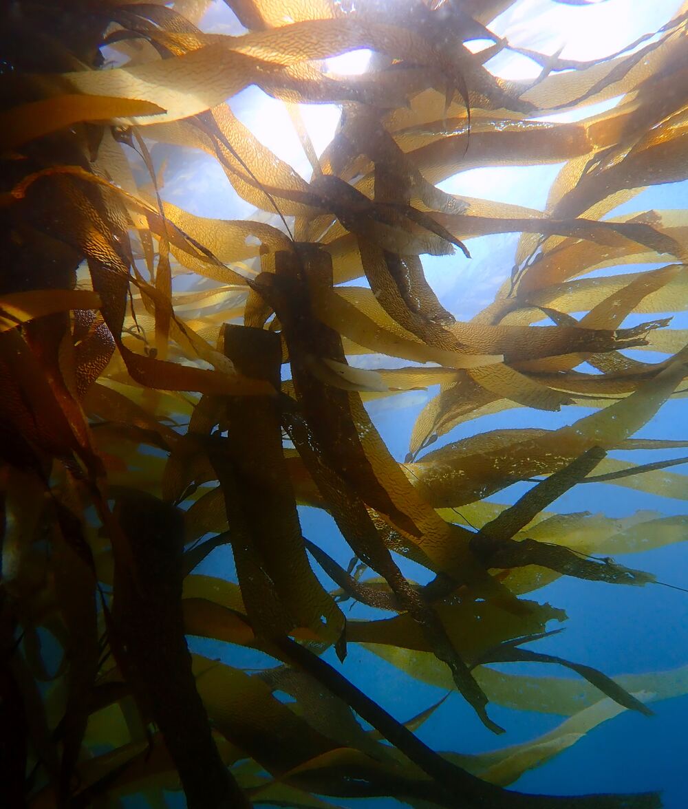 Underwater photograph
