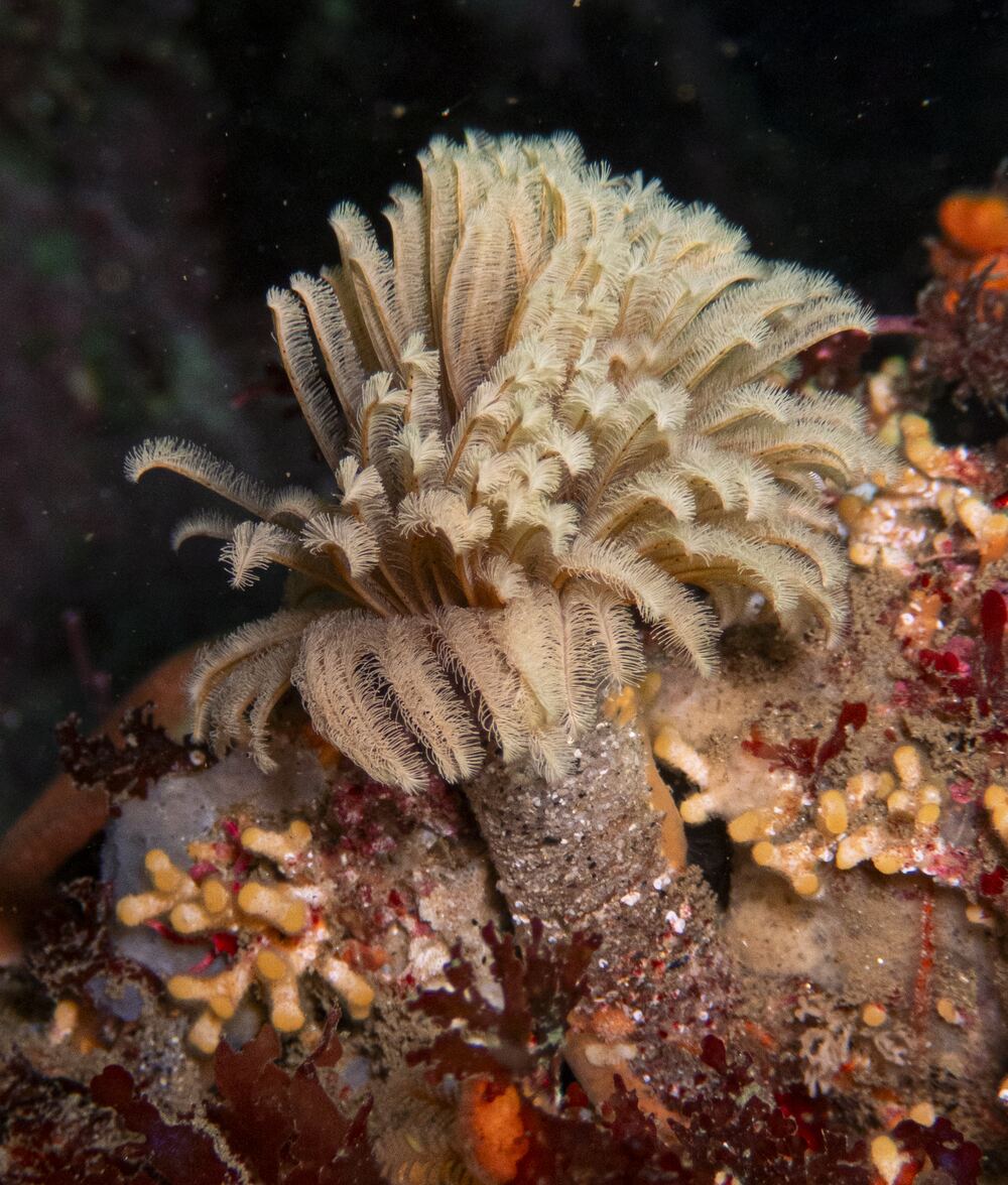 Underwater photograph