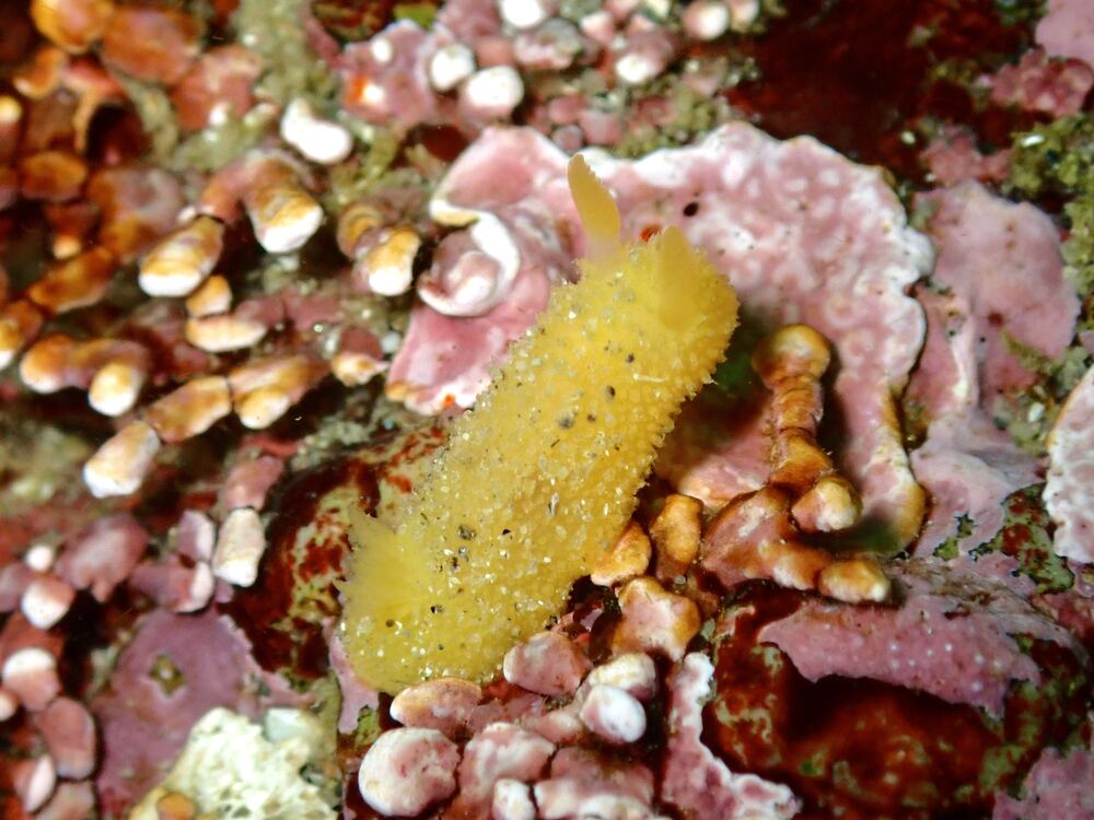 Underwater photograph
