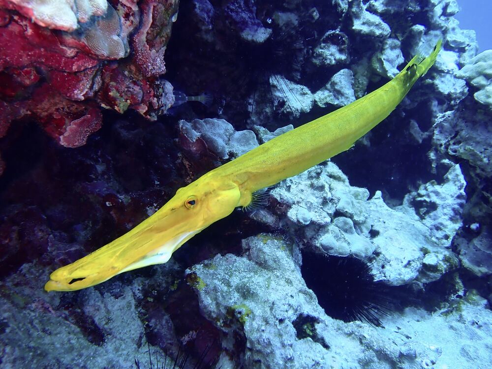 Underwater photograph