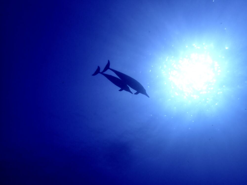 Underwater photograph