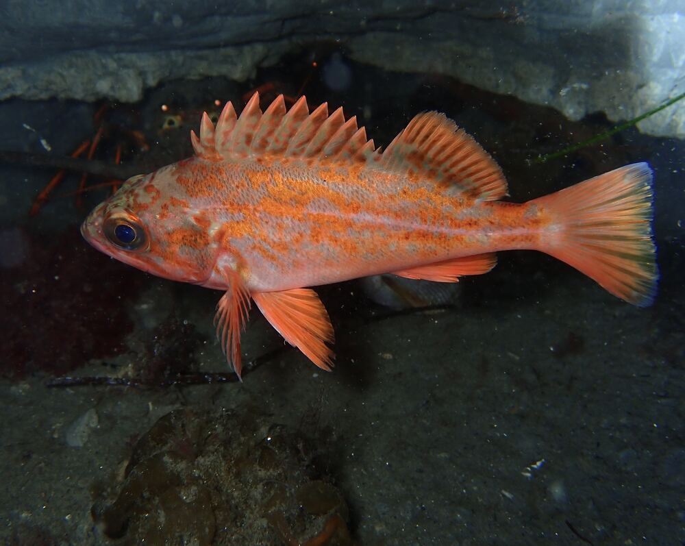 Underwater photograph