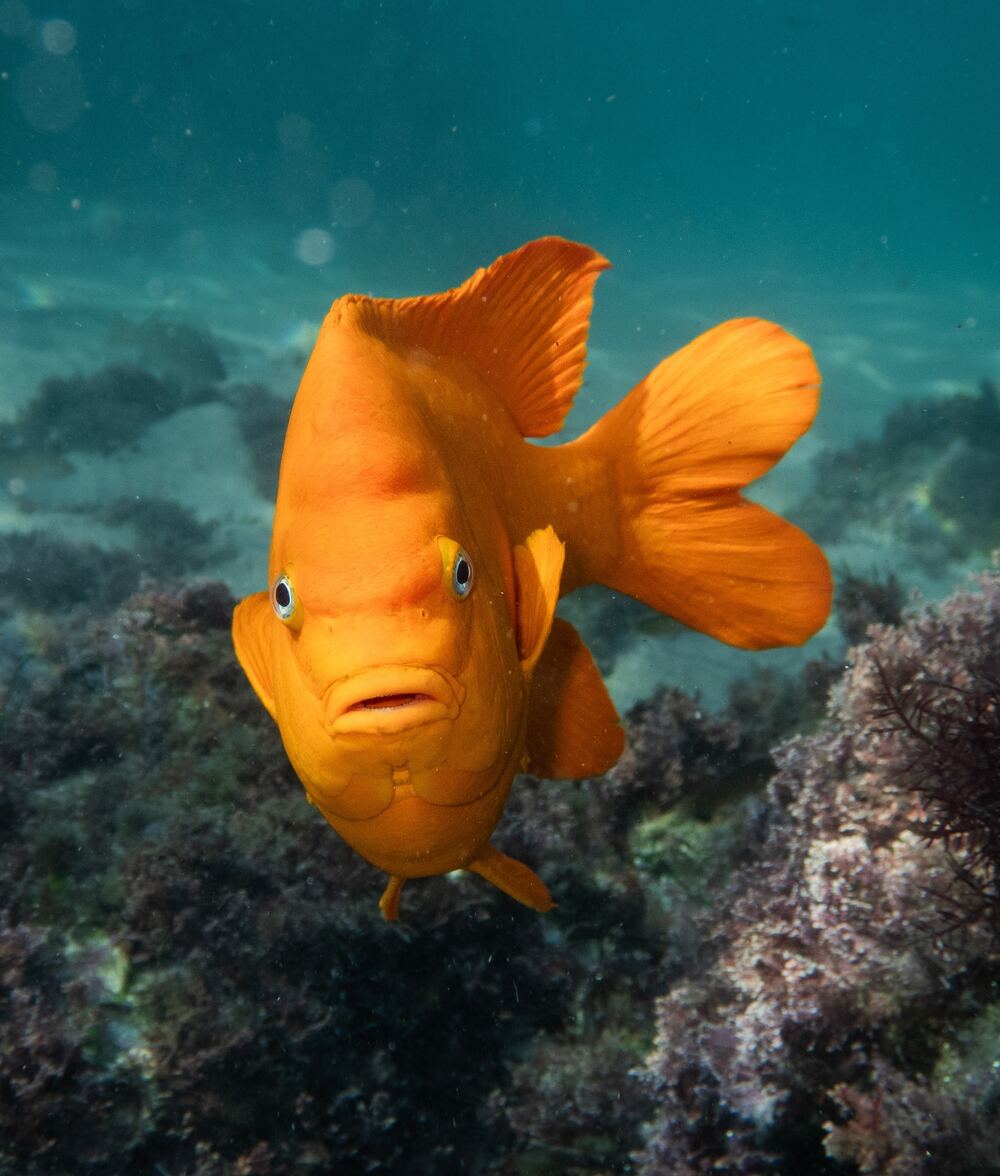 Underwater photograph