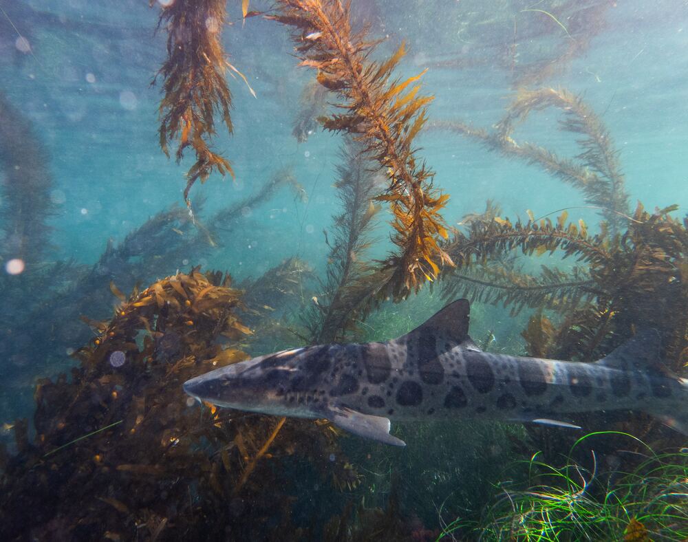 Underwater photograph