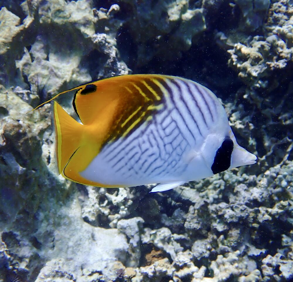 Underwater photograph