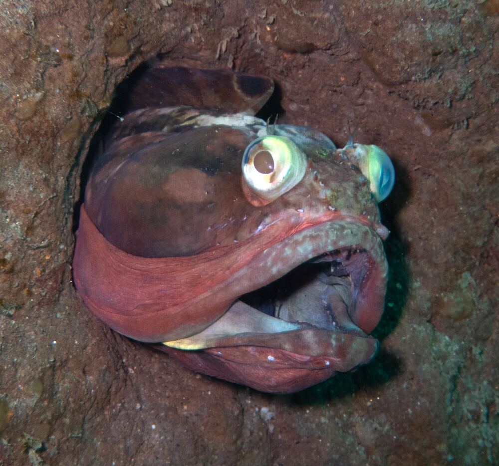 Underwater photograph