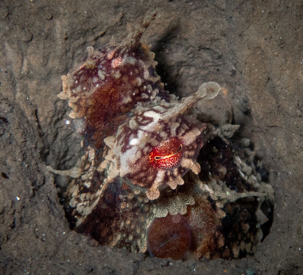 Underwater photograph