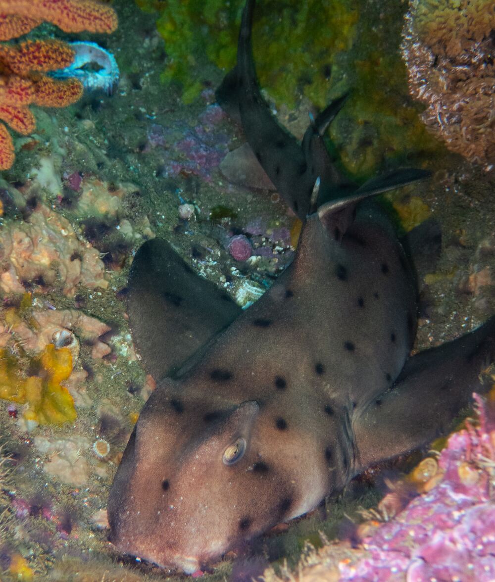 Underwater photograph