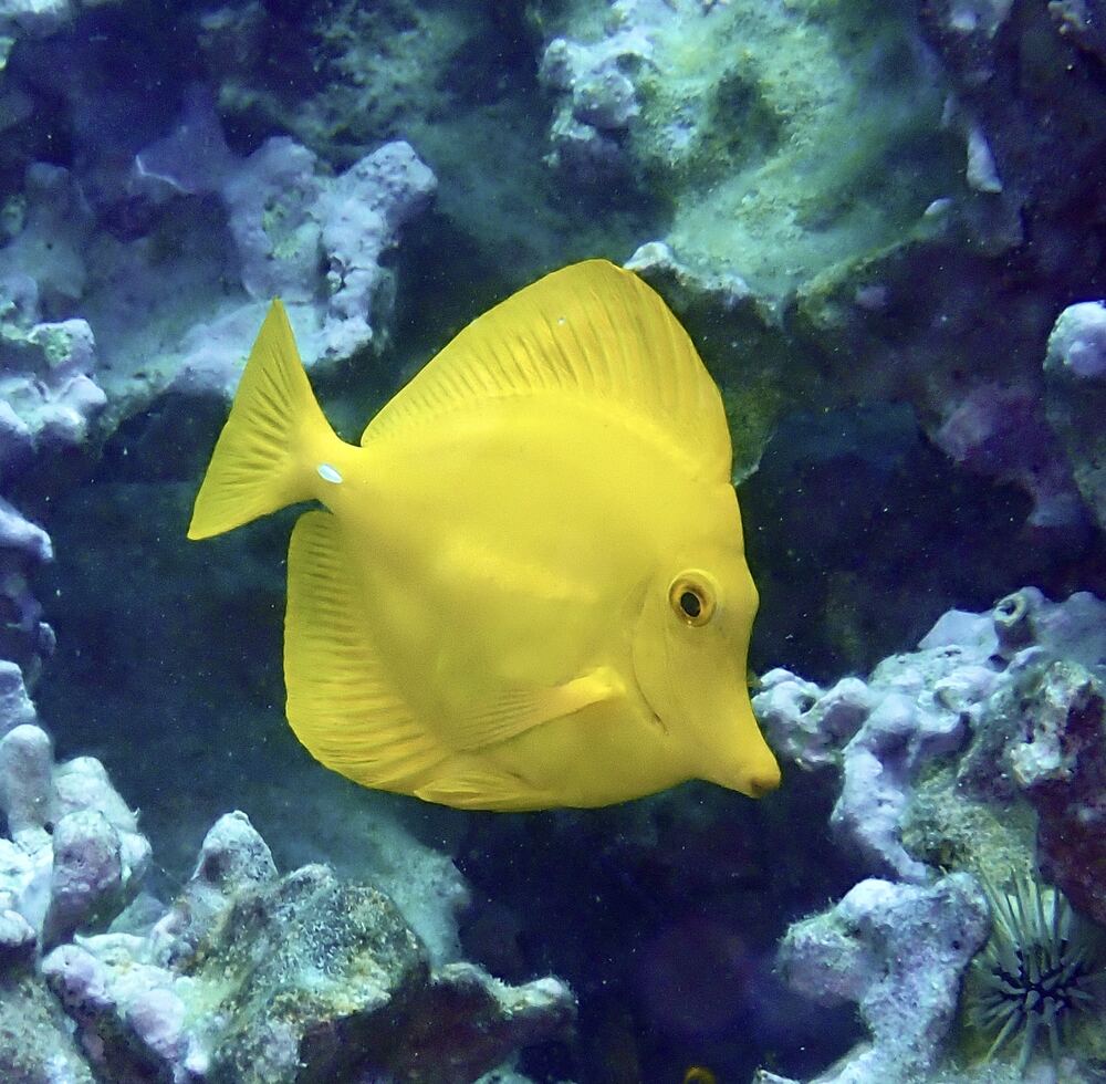 Underwater photograph
