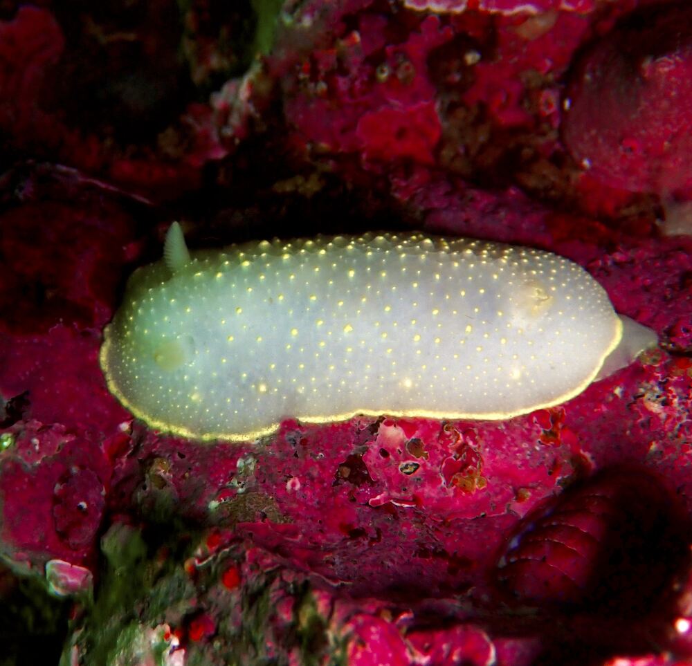 Underwater photograph