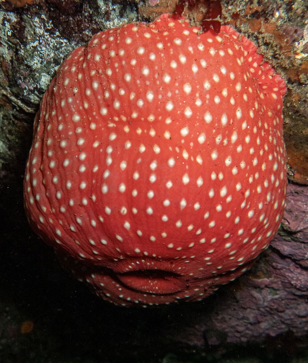Underwater photograph