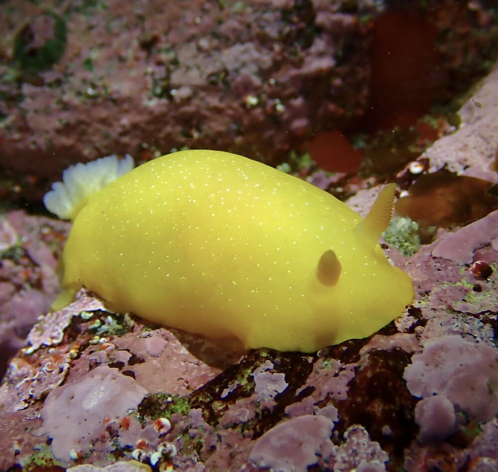 Underwater photograph