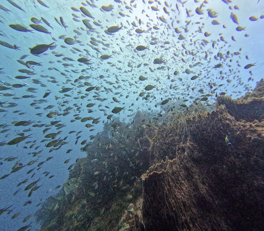 Underwater photograph