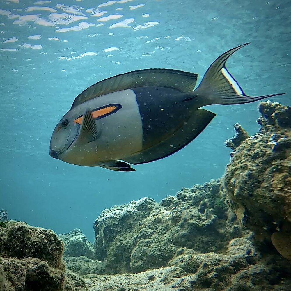 Underwater photograph
