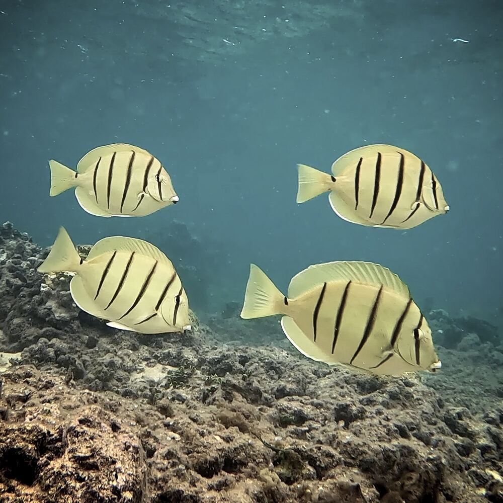 Underwater photograph