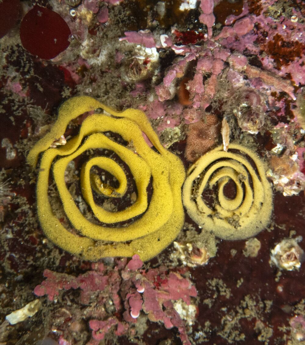 Underwater photograph