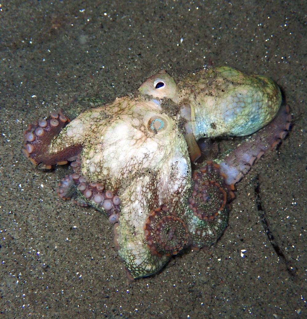 Underwater photograph