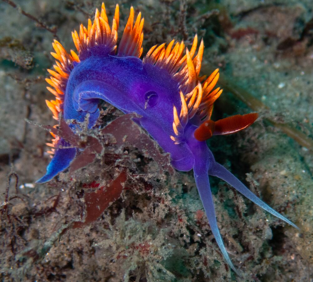 Underwater photograph