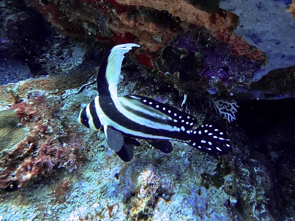 Underwater photograph