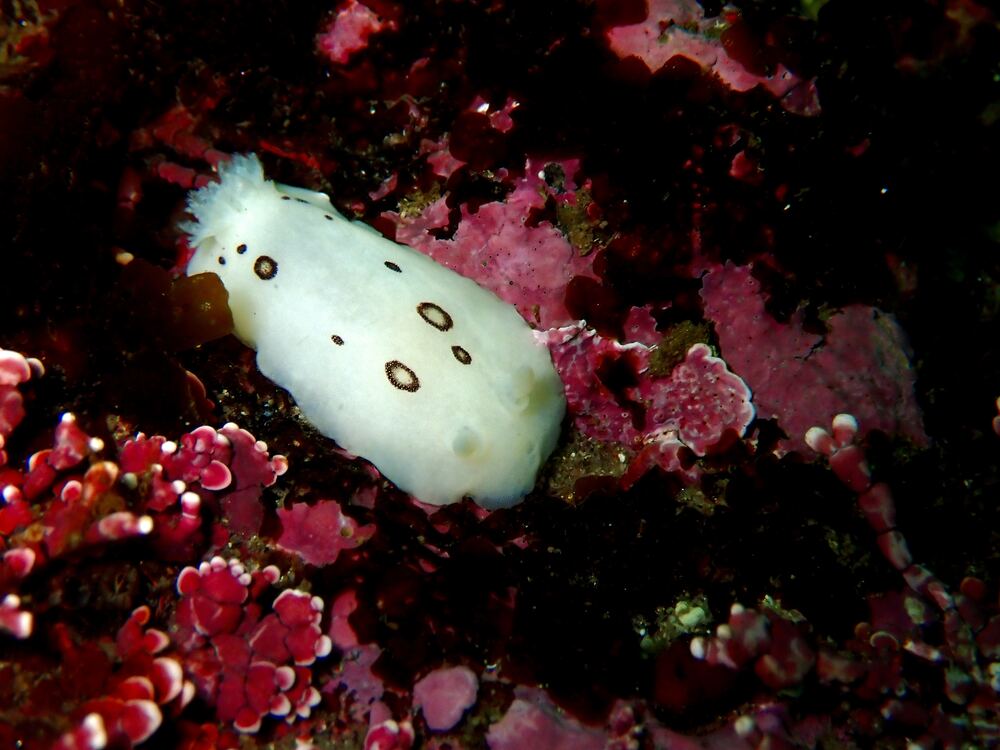 Underwater photograph