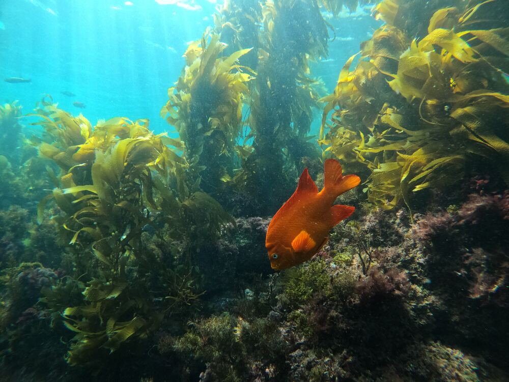 Underwater photograph