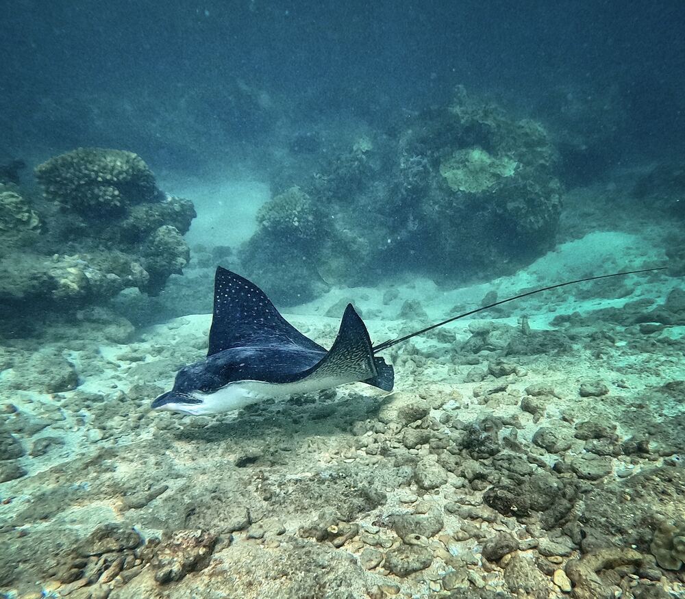 Underwater photograph