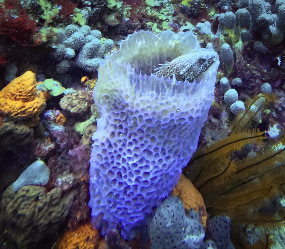 Underwater photograph