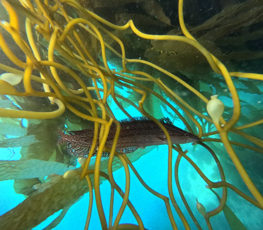 Underwater photograph