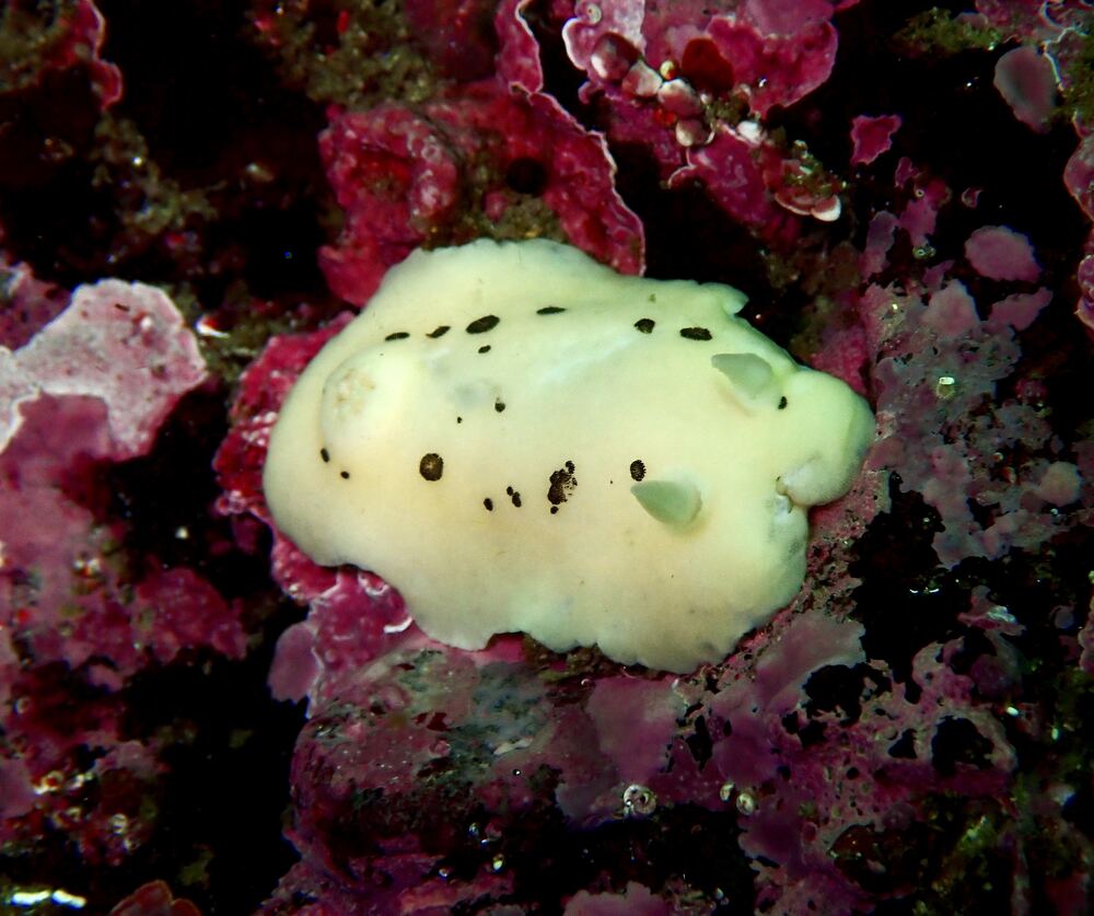 Underwater photograph