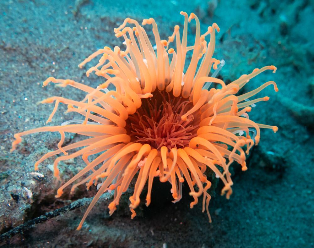 Underwater photograph