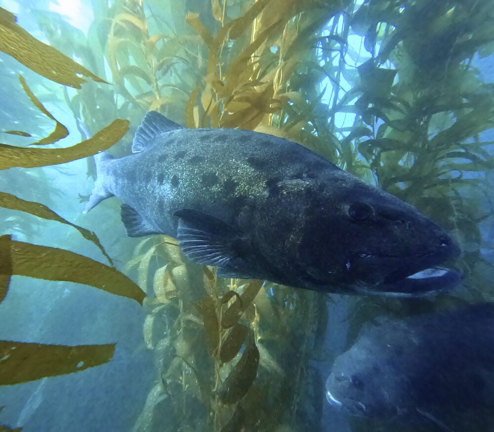 Underwater photograph