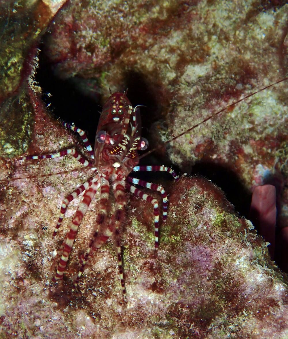 Underwater photograph