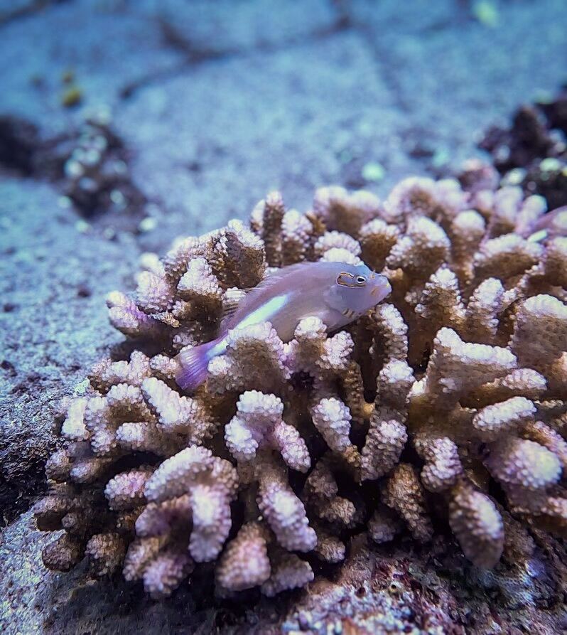 Underwater photograph