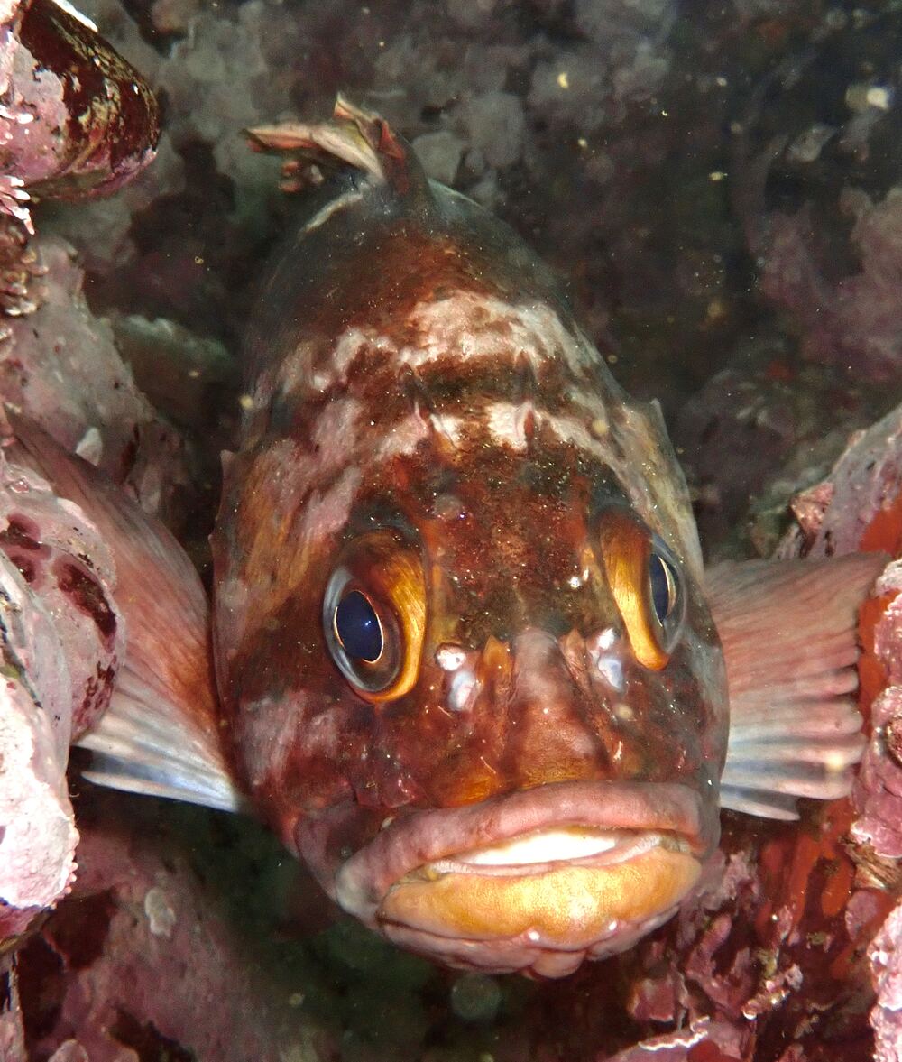 Underwater photograph