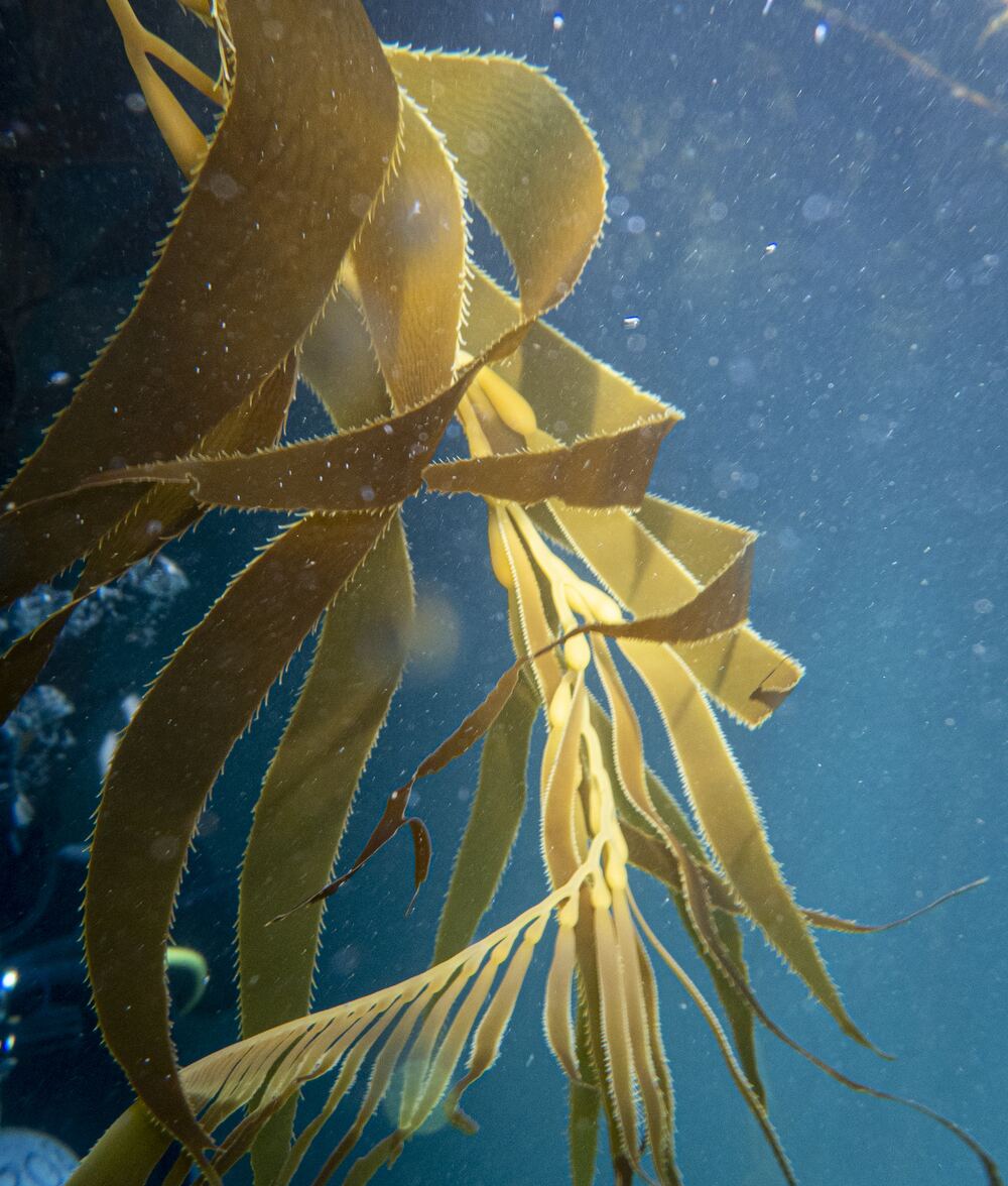 Underwater photograph