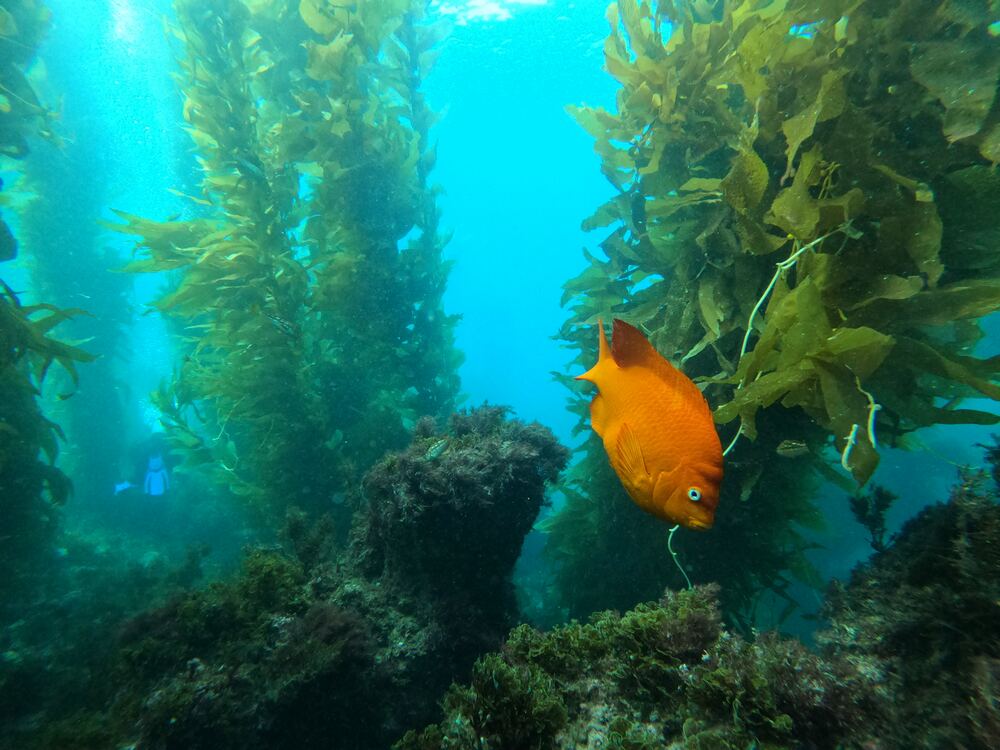 Underwater photograph