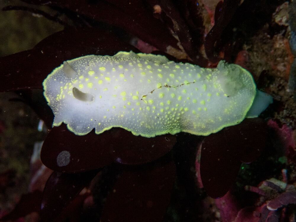 Underwater photograph