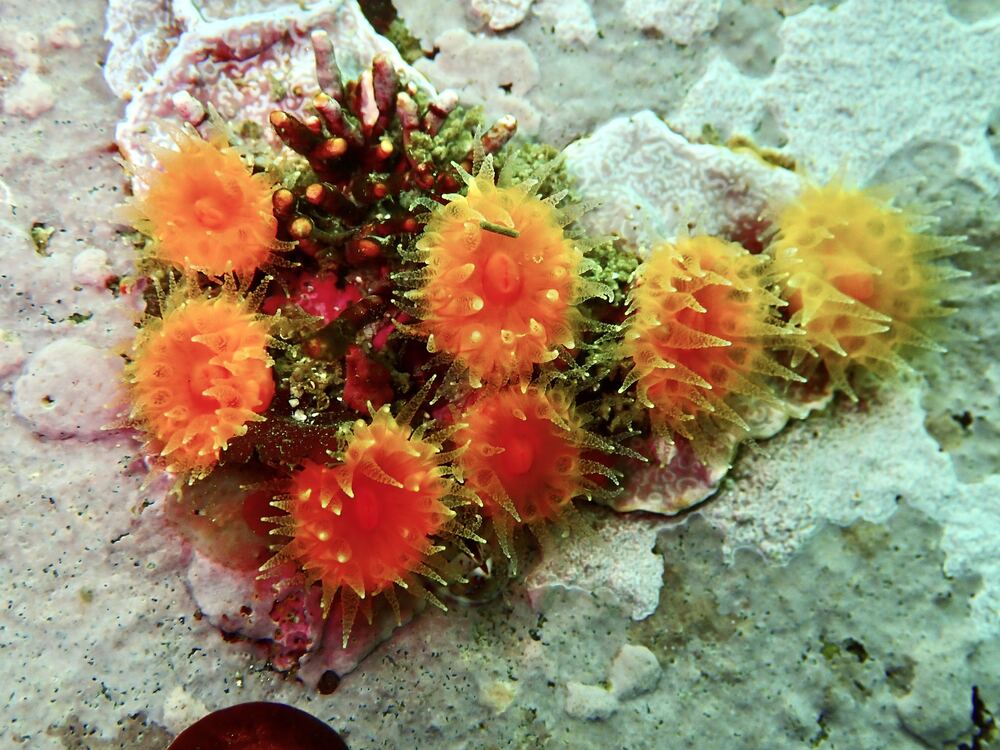 Underwater photograph