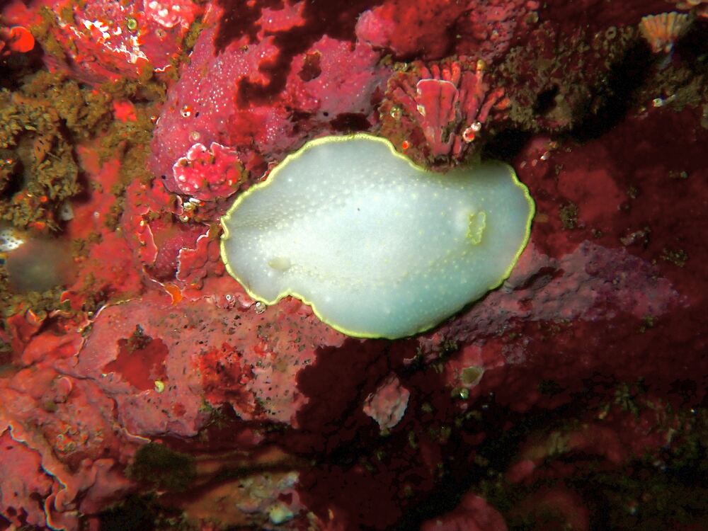Underwater photograph