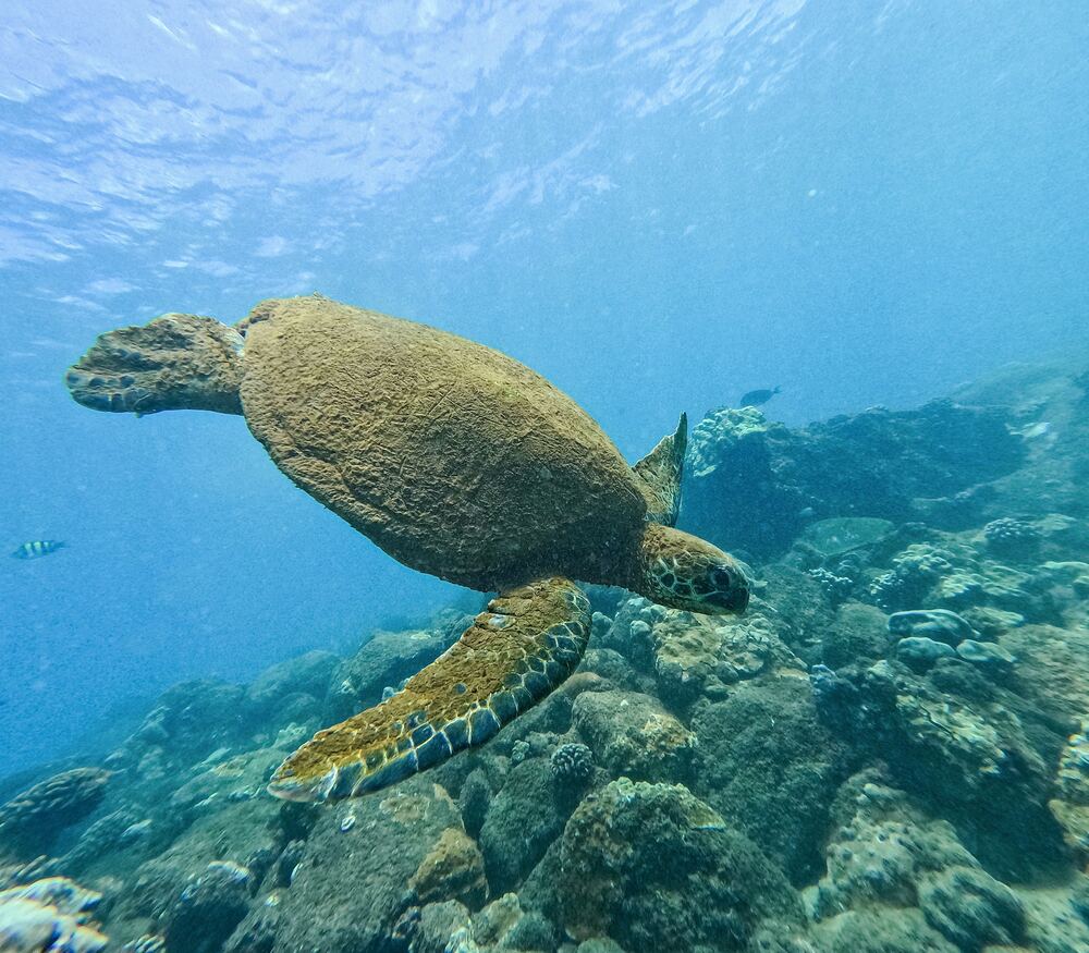 Underwater photograph