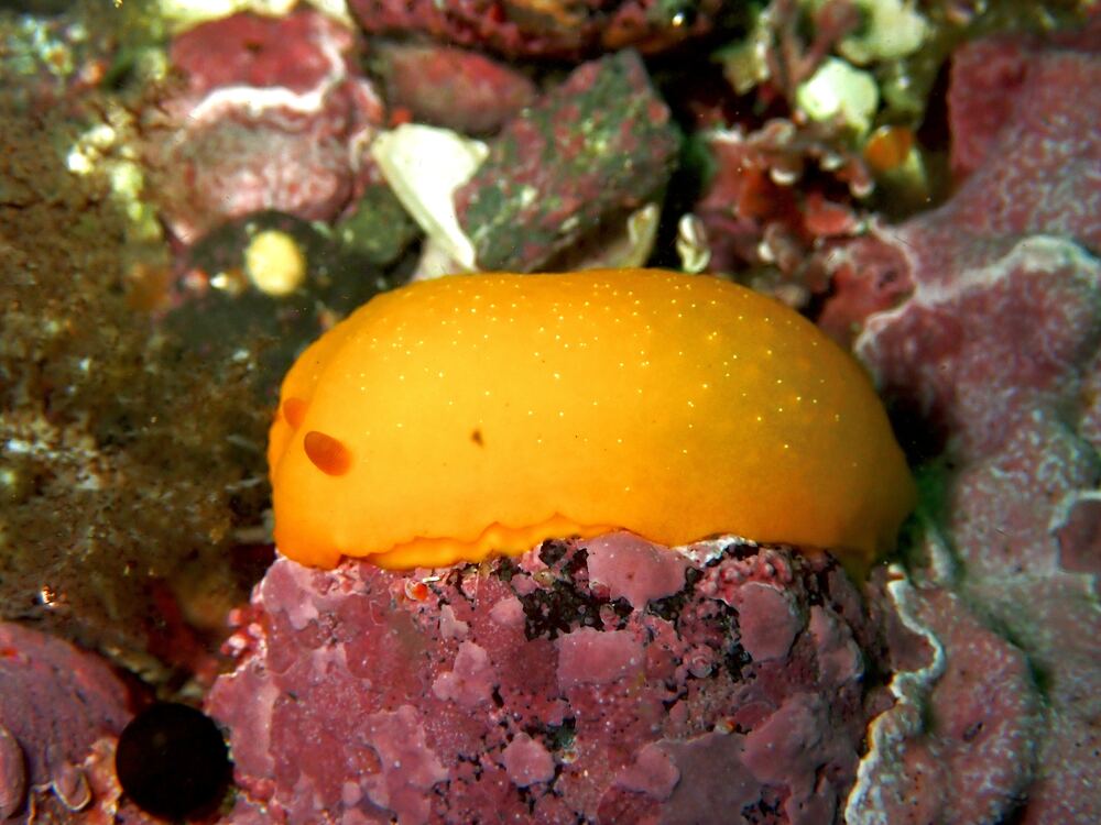Underwater photograph