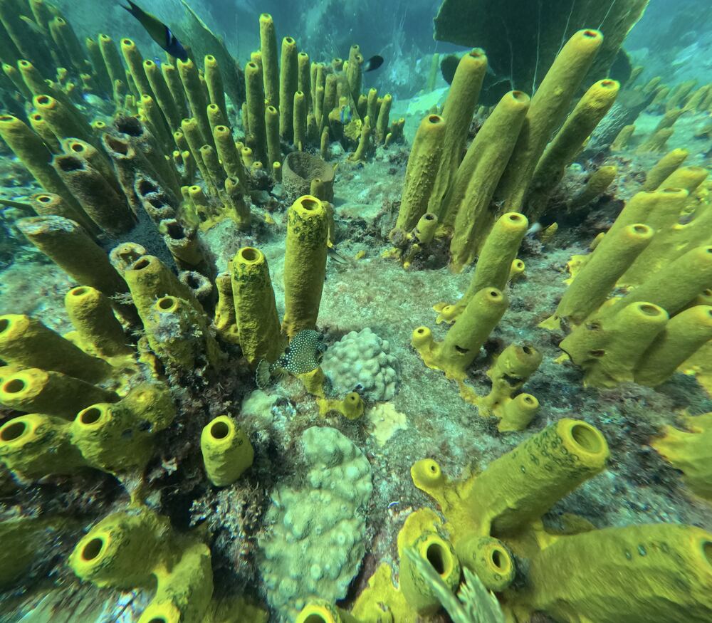 Underwater photograph