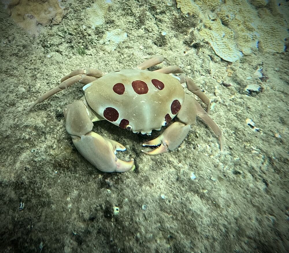 Underwater photograph