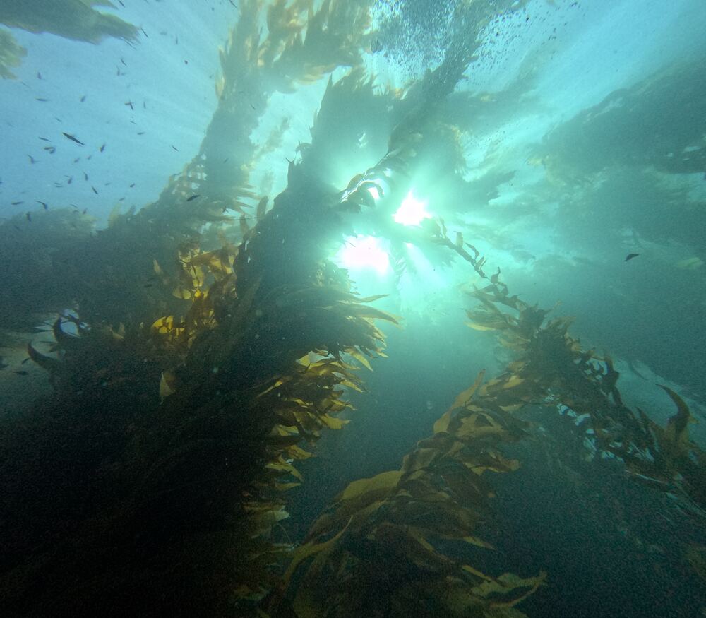 Underwater photograph