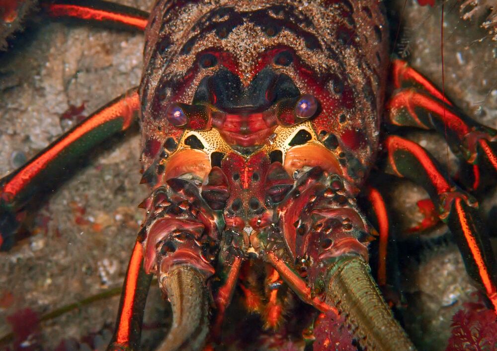 Underwater photograph
