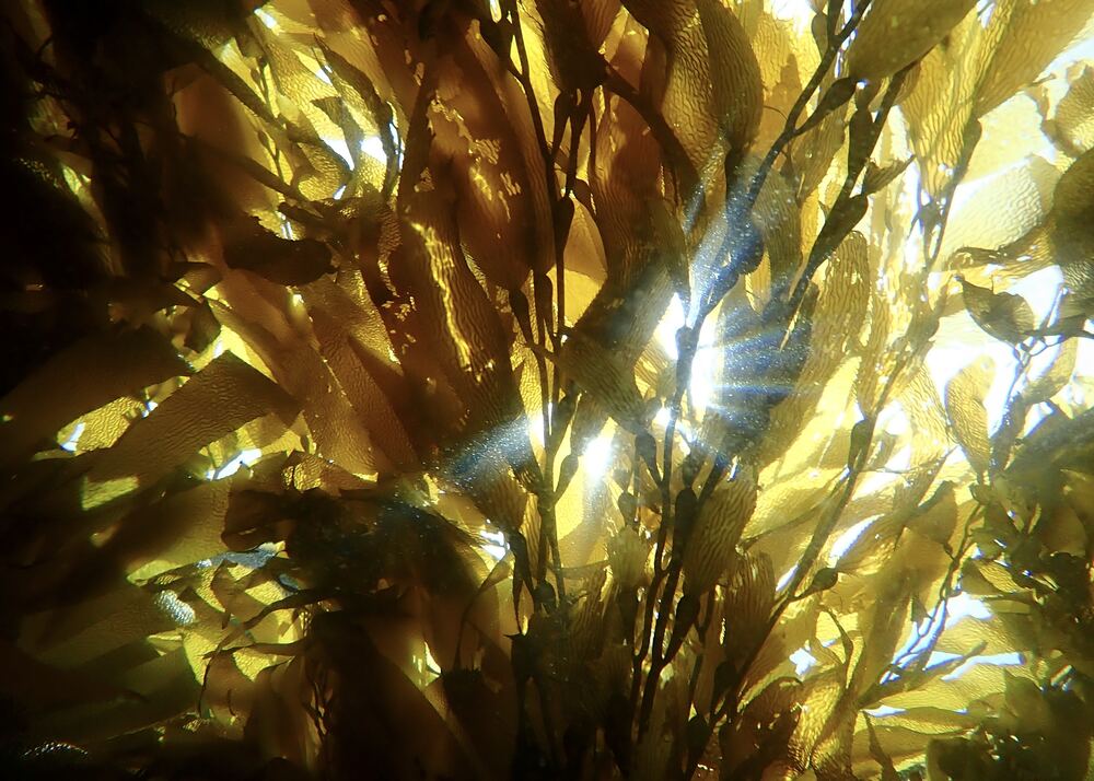 Underwater photograph